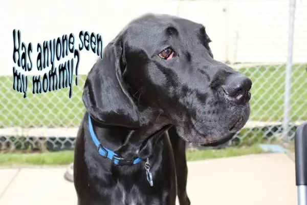has anyone seen my mommy