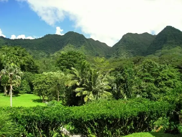 hawaii hills tree