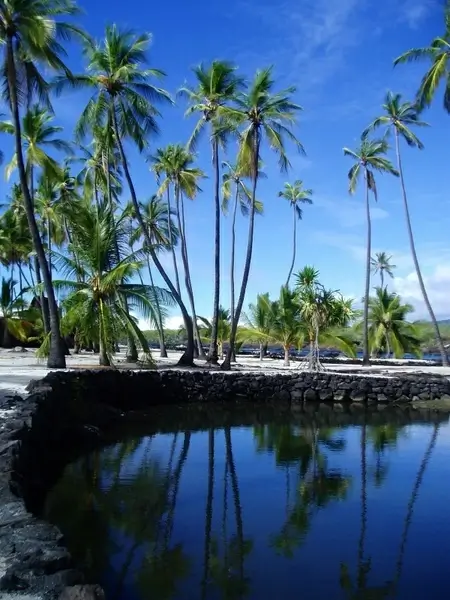 hawaii palms palm trees