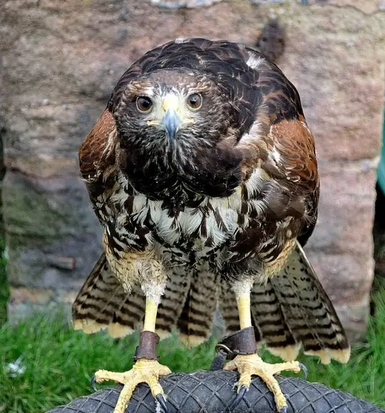 hawk