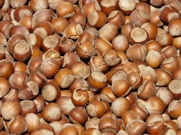 hazelnuts brown nuts