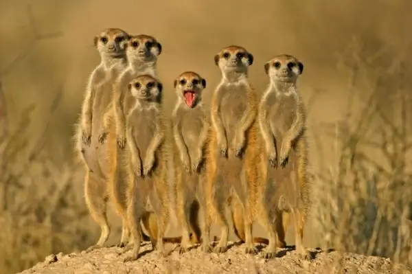 hd pictures of animals 01 hd picture 