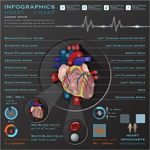 heart infographics design vector