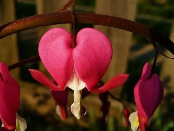 heart love flower