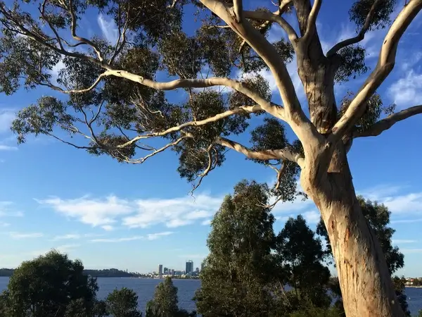 heathcote
