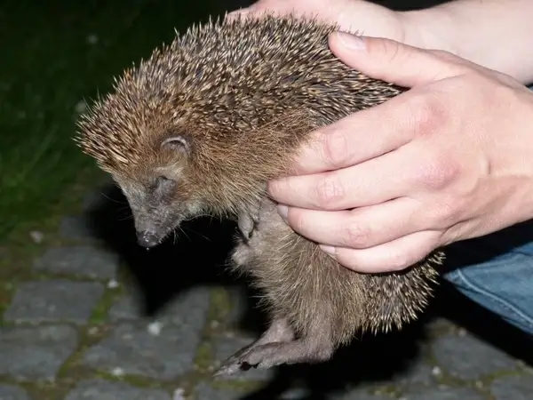 hedgehog animal prickly