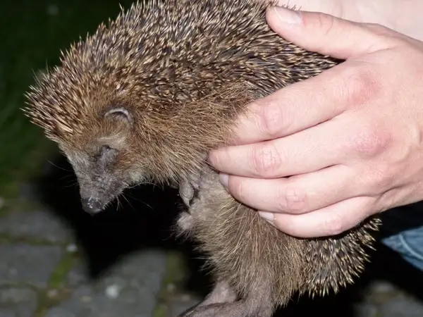 hedgehog animal prickly
