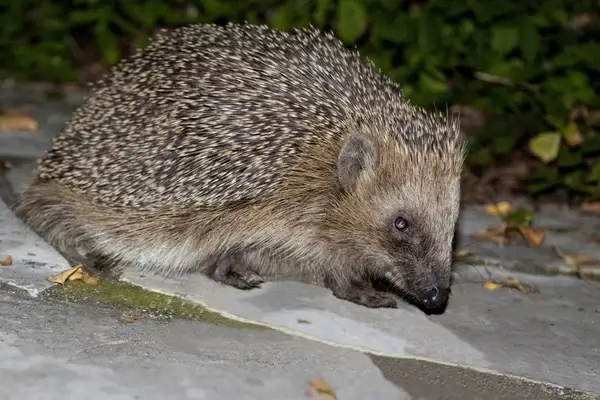 hedgehog erinaceus europaeus spur