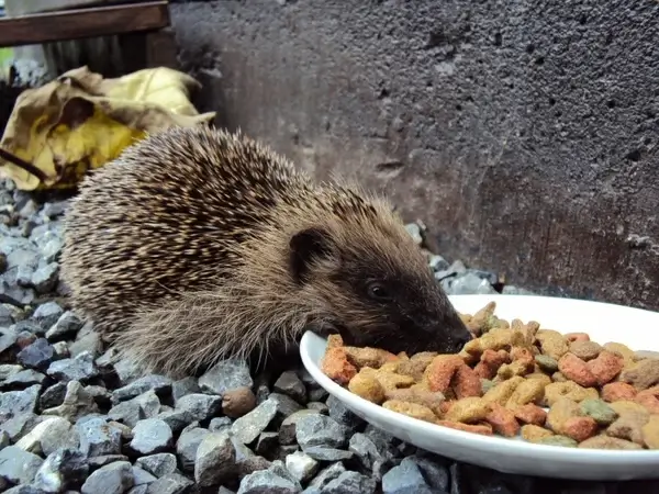 hedgehog food kibble