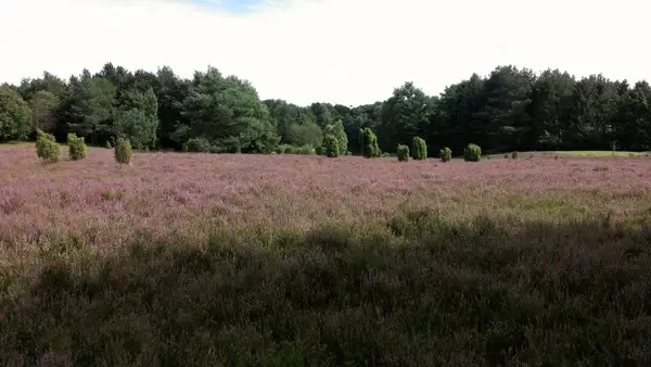 heide heathland august