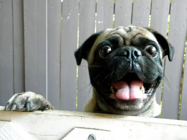 hello