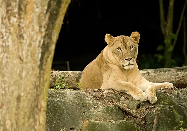 hello human singapore zoolionanimalsgreeting viii