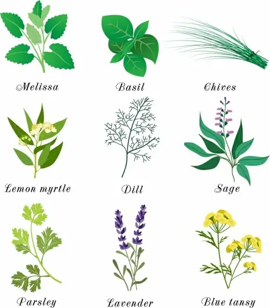 herbal plants icons multicolored design various types isolation