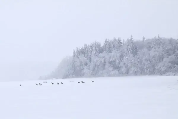 herd of deer