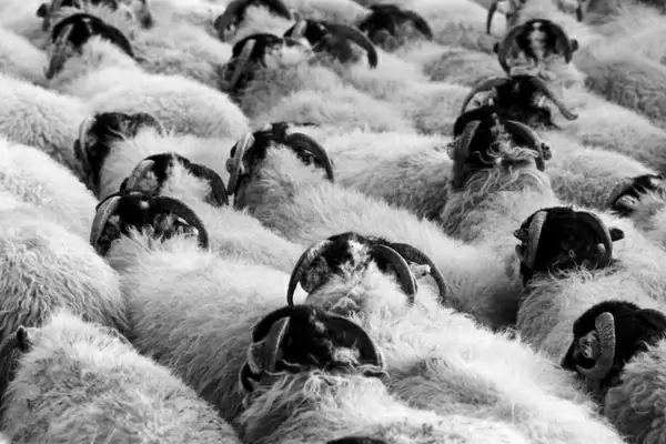 herd of sheep