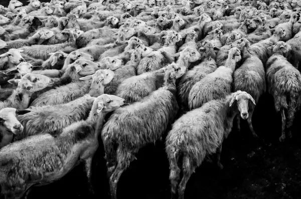 herd of white sheep