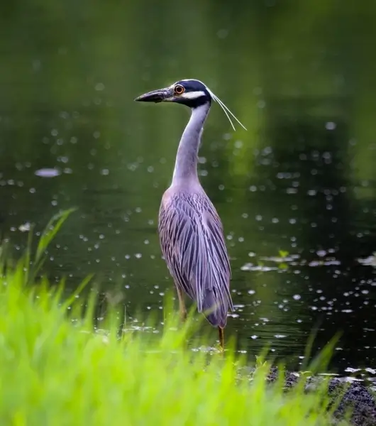 heron bird wildlife