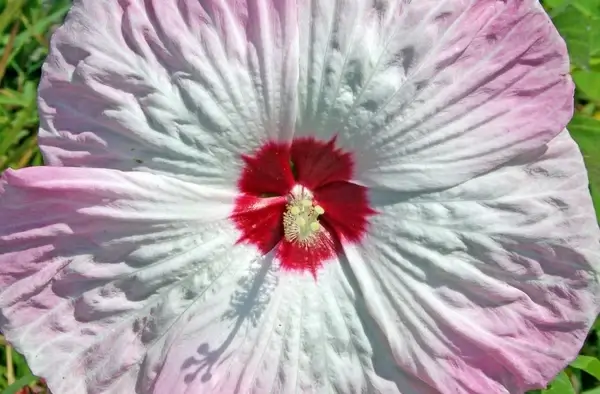 hibiscus