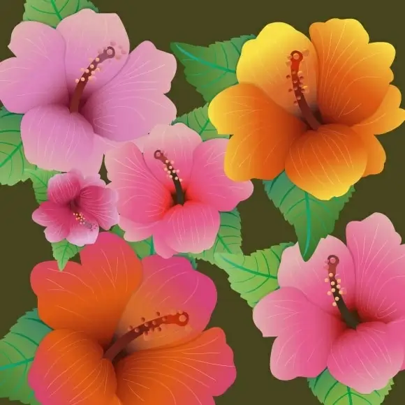 hibiscus flowers vector design with color style