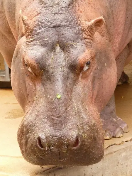 hippopotamus hippo paarhufer
