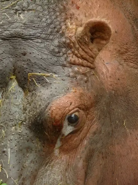 hippopotamus hippo paarhufer
