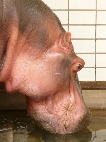 hippopotamus hippo paarhufer
