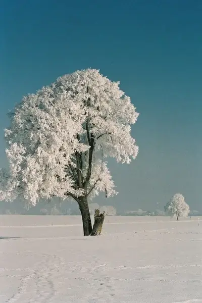 hoarfrost solid precipitation bizarre shapes