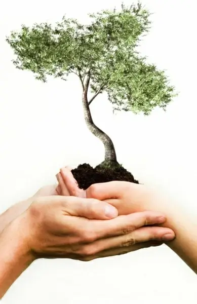 holding ornamental tree stock photo