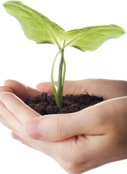 holding the picture of plant seedling