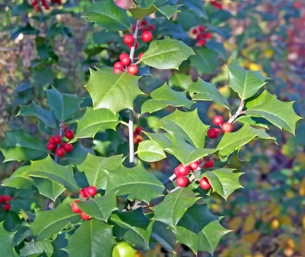 holly