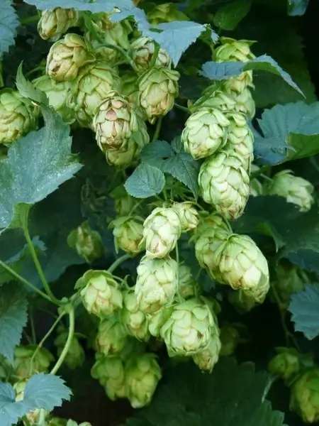 hops plant humulus