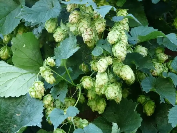 hops plant humulus