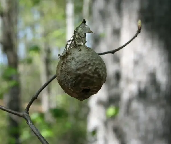 hornet nest bees