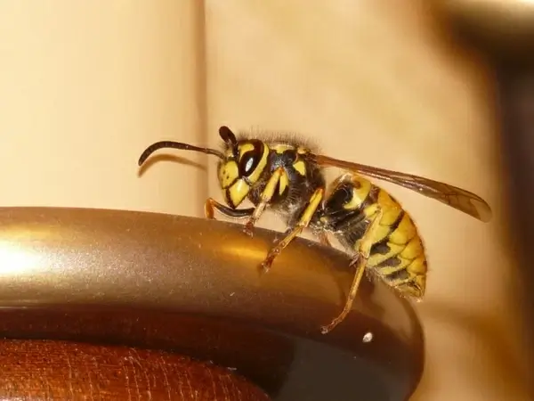 hornet wasp insect