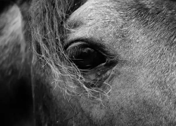 horse