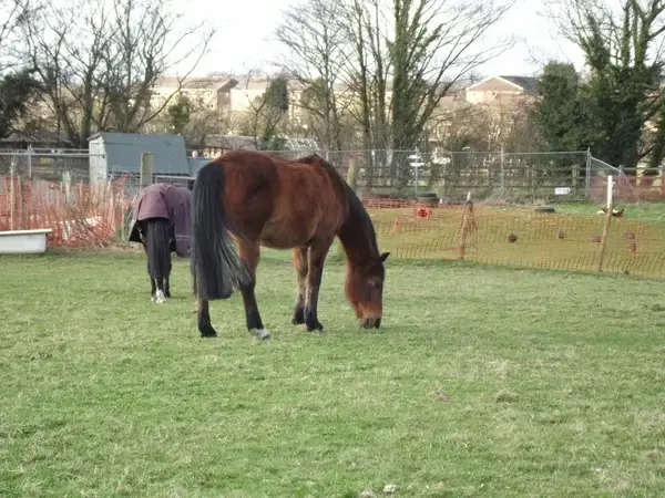 horse down on the farm