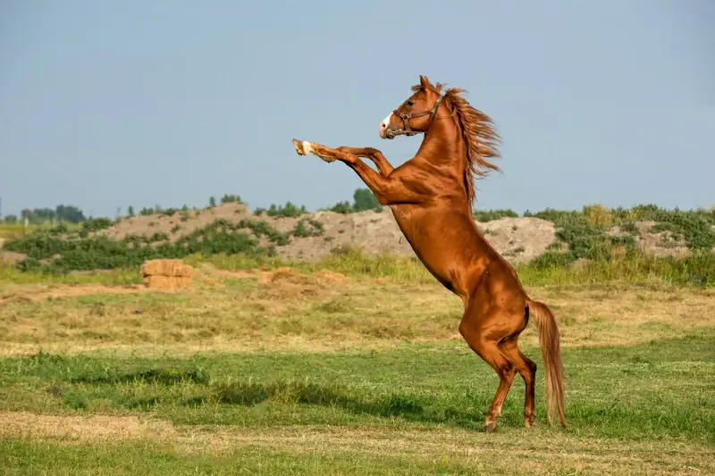 horse picture dynamic bright