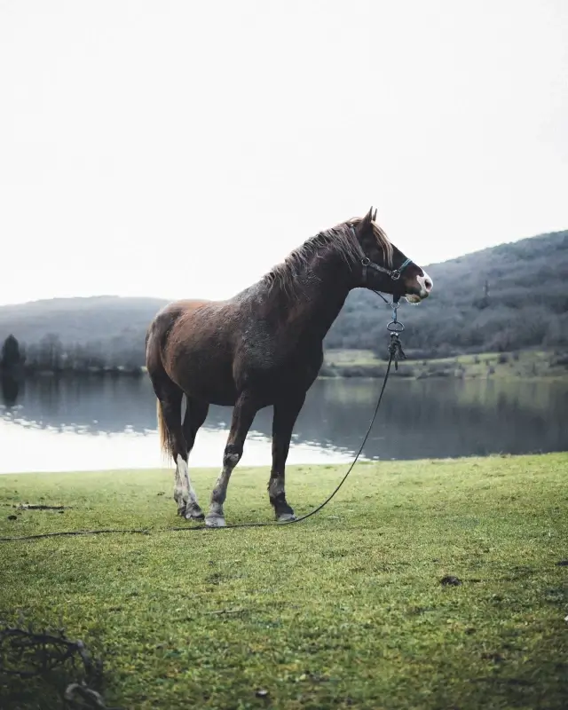 horse picture elegant lake scene 