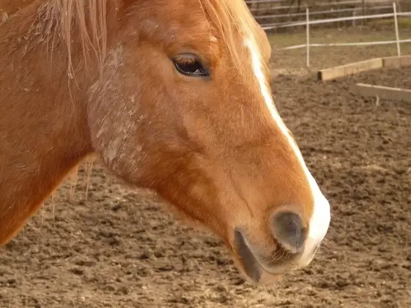 horse pony animal