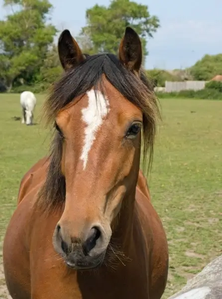 horse pony horse head