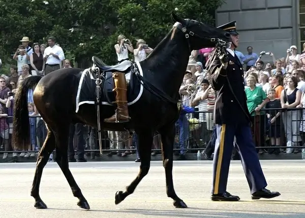horse riderless boots turned backwards