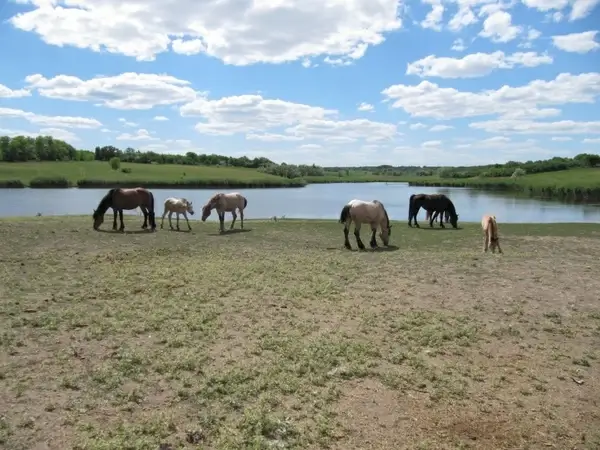 horse stallion mare