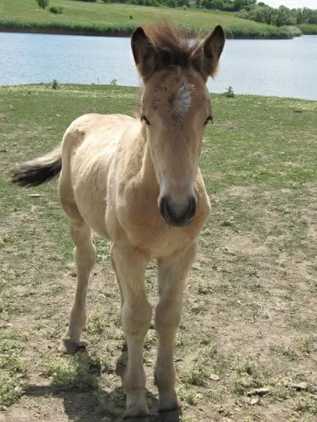horse stallion mare