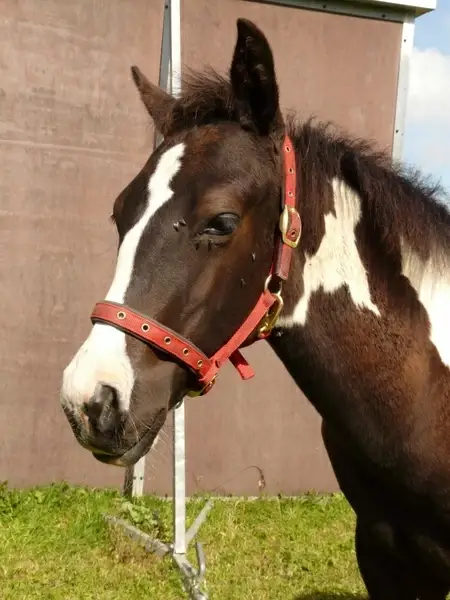 horse stallion mare