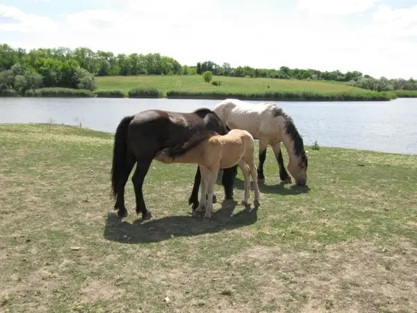 horse stallion mare