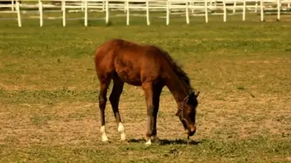Horses