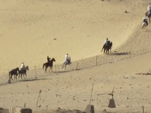 horses in giza desert