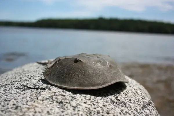 horseshoe crab ocean sea