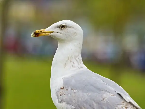 howth seagull