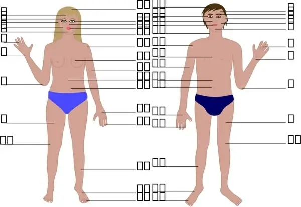 Human body, man and woman, with numbers
